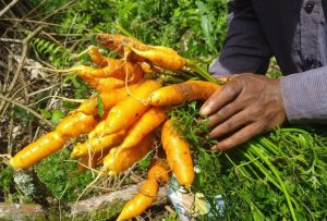 Formation des OCCAP- Clim