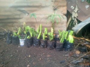  Renaissance Verte au Mont Demyom: L&rsquo;ACODEB et la MFR de Tchoufie Relancent le Défi du Mont Demyom